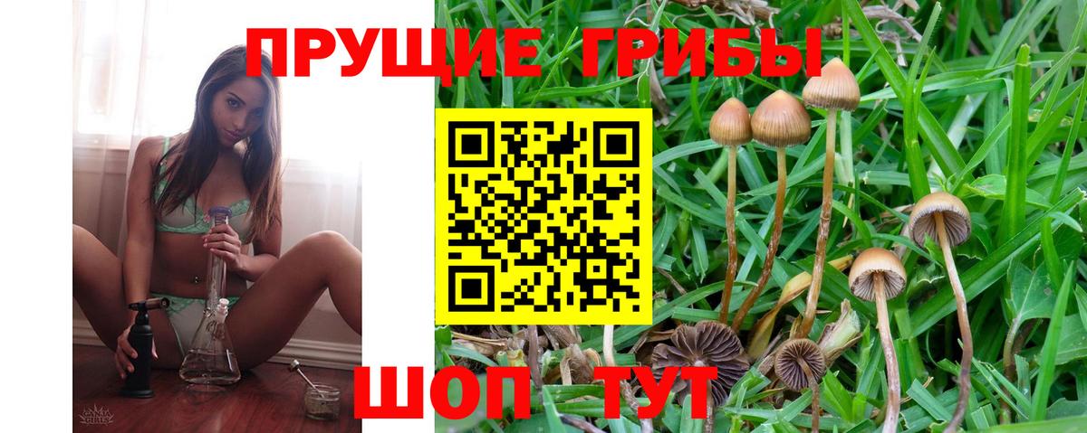 Соль-Илецк  Псилоцибиновые грибы Psilocybe  Вход с VPN 